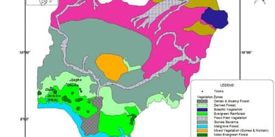 Зураг нигери харагдаж байгаа ургамлын